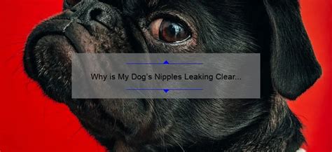 why is my dogs nipples leaking clear fluid|5 Potential Causes of Nipple Discharge in Dogs